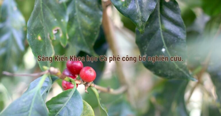 Sáng Kiến Khoa học Cà phê công bố nghiên cứu.