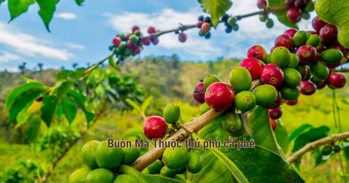 Buôn Ma Thuộc vùng đất trồng nhiều cà phê Việt Nam