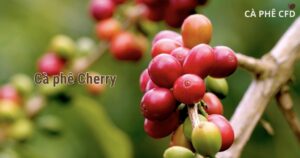 cà phê cherry là gì