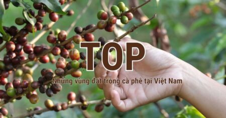 top những vùng đất trồng cà phê Việt Nam