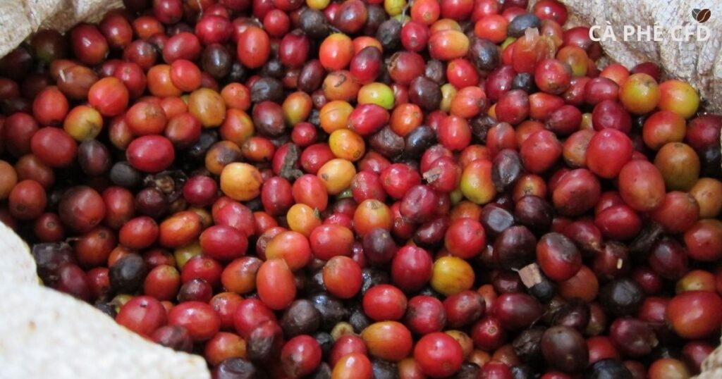 yếu tố ảnh hưởng cherry