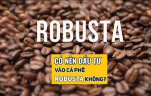 đầu tư cà phê Robusta