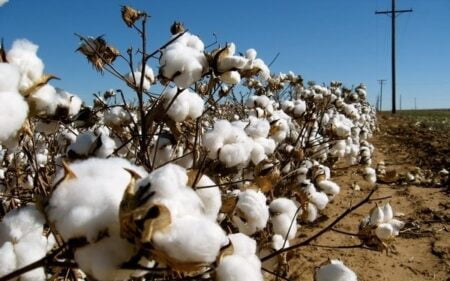Giao dịch COTTON CFD
