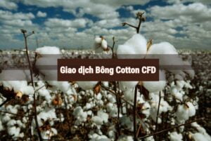 giao dịch cotton cfd