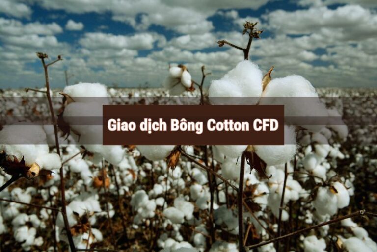 giao dịch cotton cfd